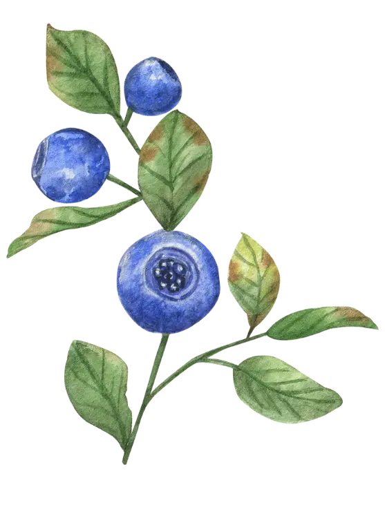 haki-yesil-gida-footer-1 https://haki2.gokhan4.dev/wp-content/uploads/2024/07/haki-yesil-gida-footer-1.webp