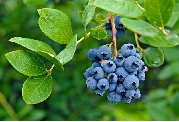 yaban-mersini-2 https://haki2.gokhan4.dev/wp-content/uploads/2024/07/yaban-mersini-2.jpg